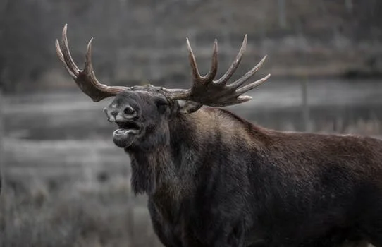 moose-bull-elk-yawns-39645.jpeg