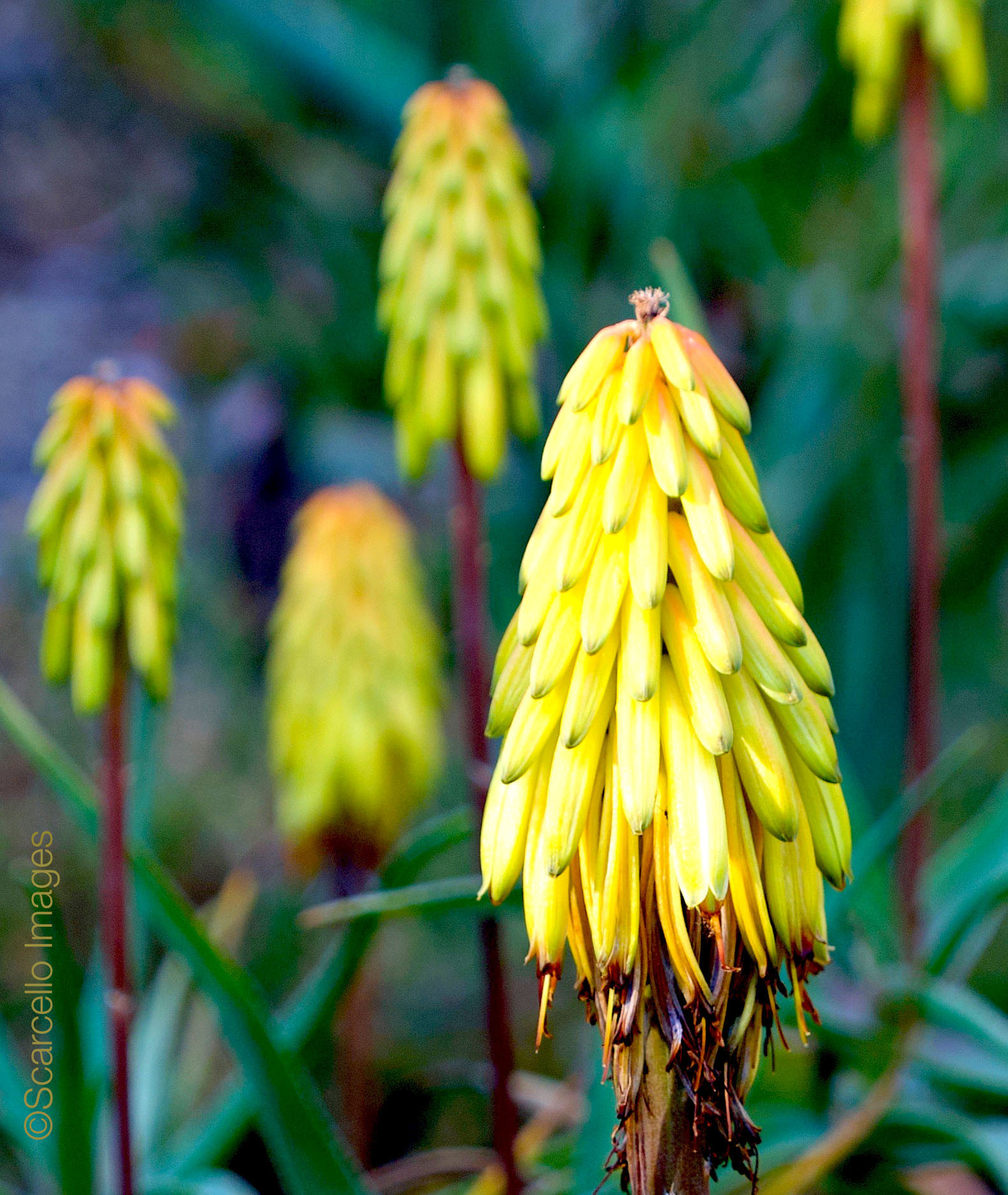 Aloe plant | Carmel Valley CA