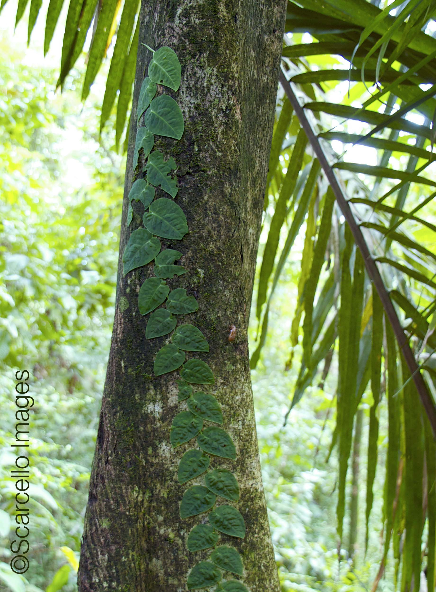 Vine | Costa Rica