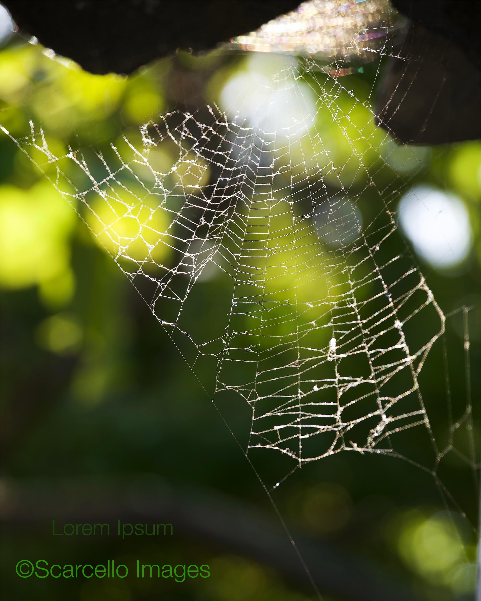 Serpentine web