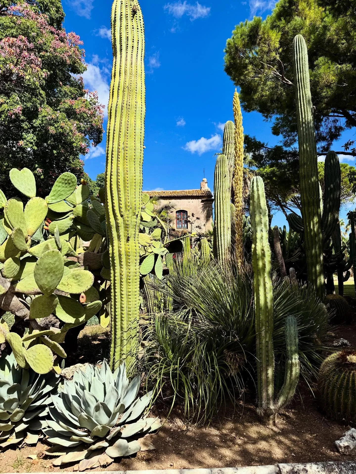 15th century villa and beautiful gardens of San Giuliano. I didn’t want to leave!!
.
.
.
#sicily #sicilia #villasmundo @prcnola #giardino #italiangarden #mediteraneangarden #italy #italia @projectporamor #labellavita