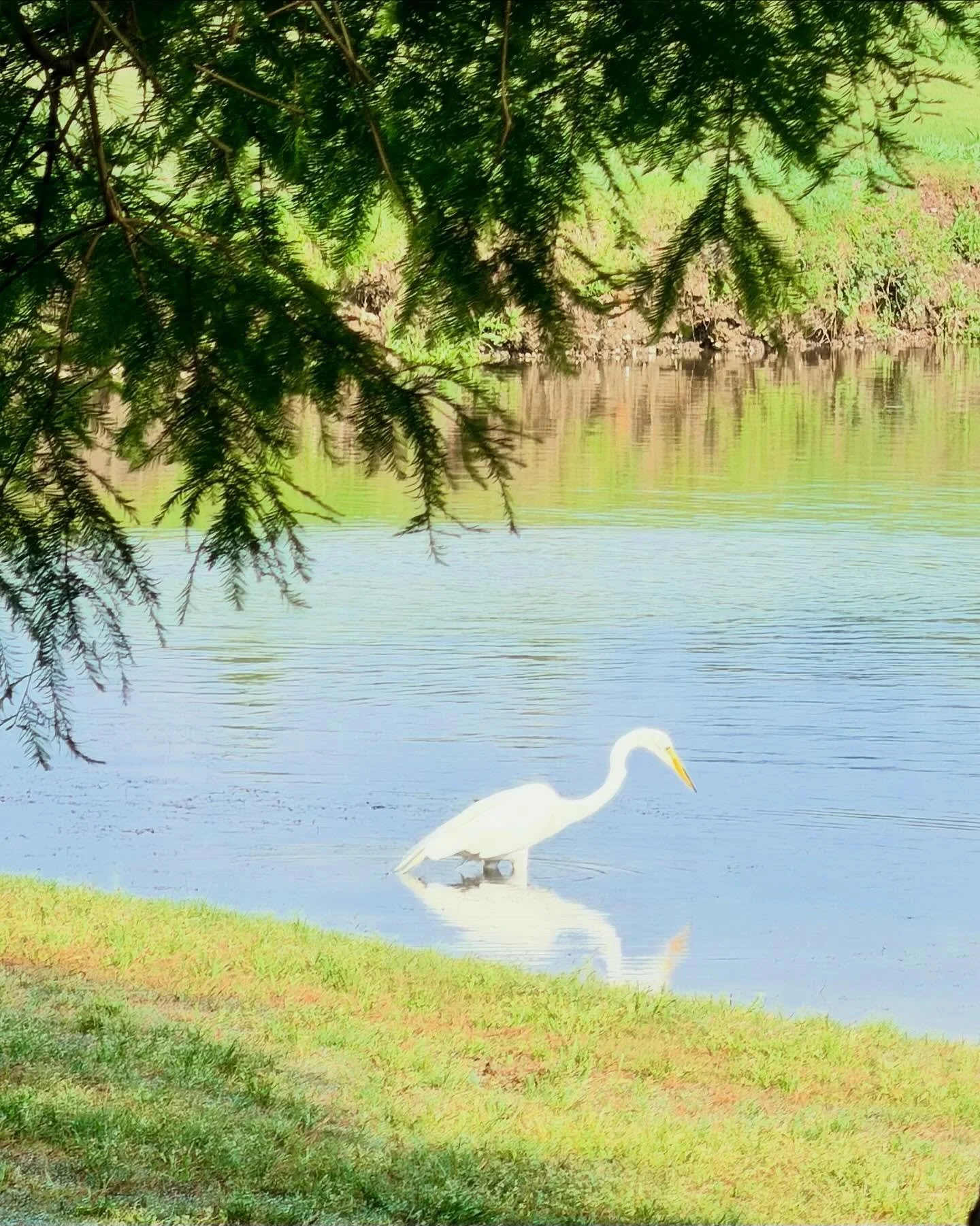 Solitary, elegant Great Egret wading in a lake on the Audubon Park Golf Course. 
.
.
.
@auduboninstitute #audubonpark #greategret #ardeaalba #uptownneworleans #nolalove @neworleansandco