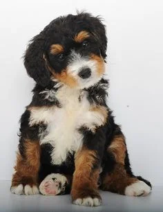 PURSUING A PASSION AMID OPPOSITION BY ROB GREEN