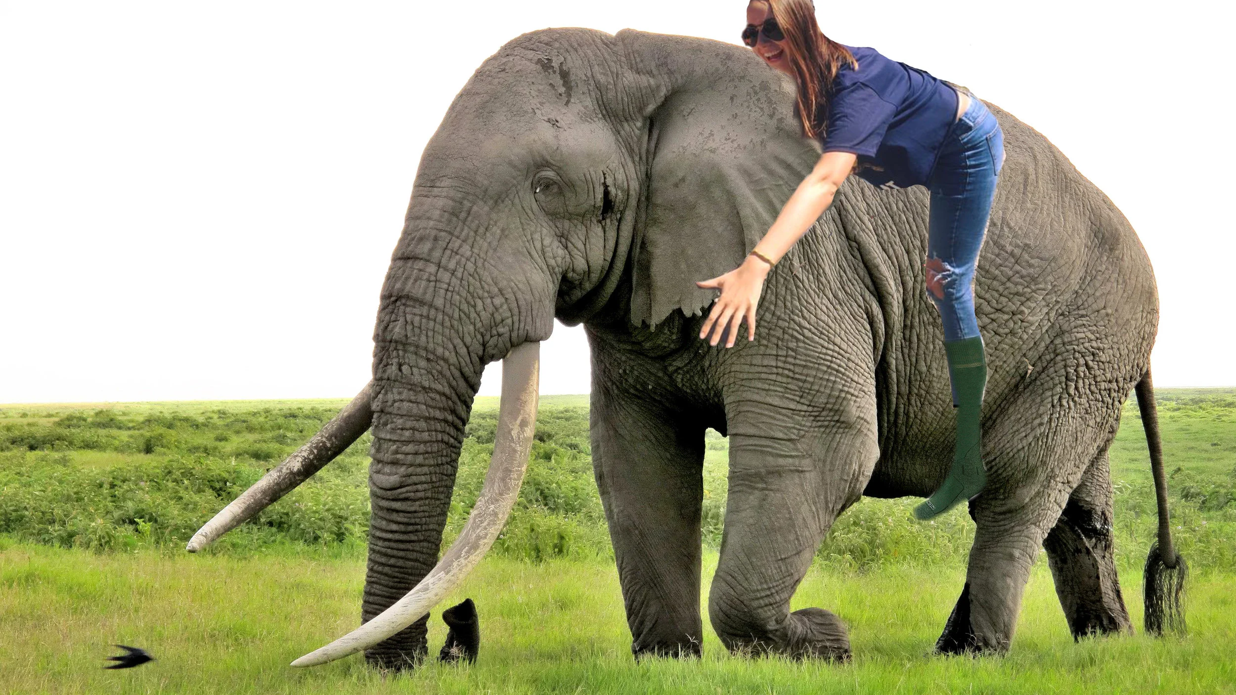 WHY ELEPHANTS USE SOCKS BY LAURA HOLMES