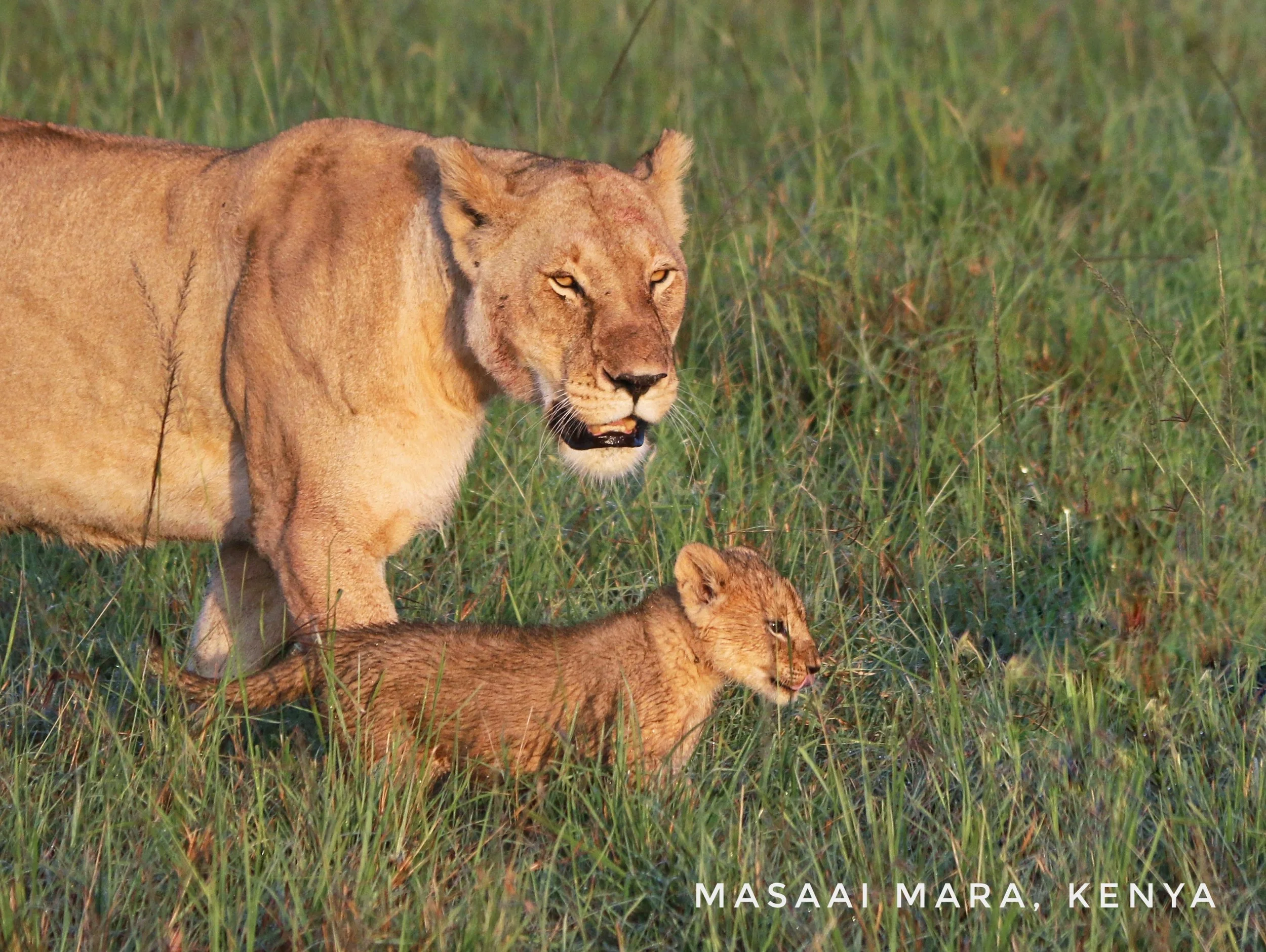 THE CREATIVE BEAST IN YOU IS SLEEPING, NOT DEAD BY JUGAL JAIN