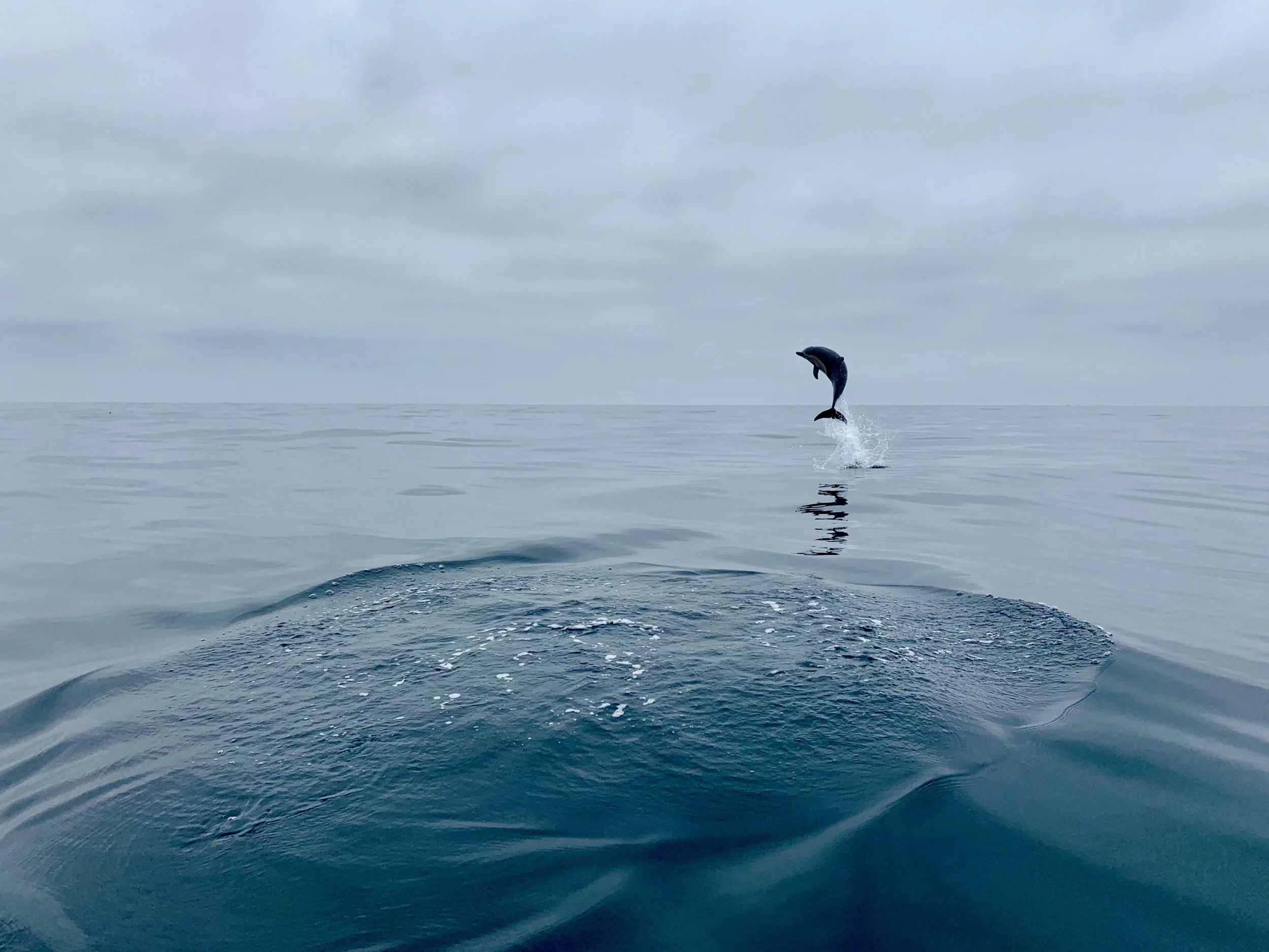 LEAP OF FAITH BY MARIE PERNECKY