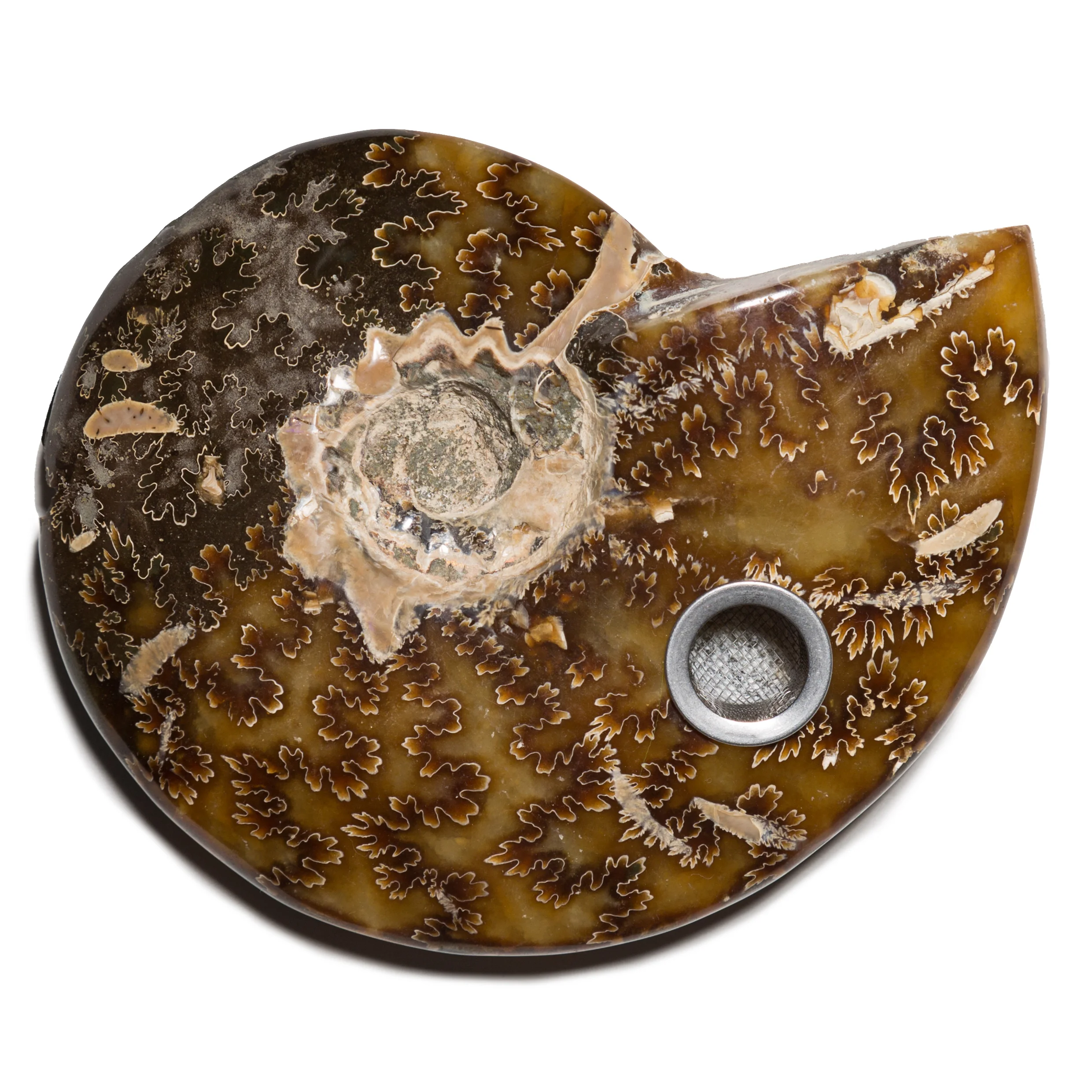Ammonite 2.jpg