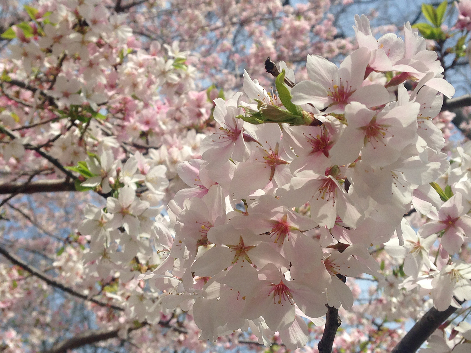 meditation and spring