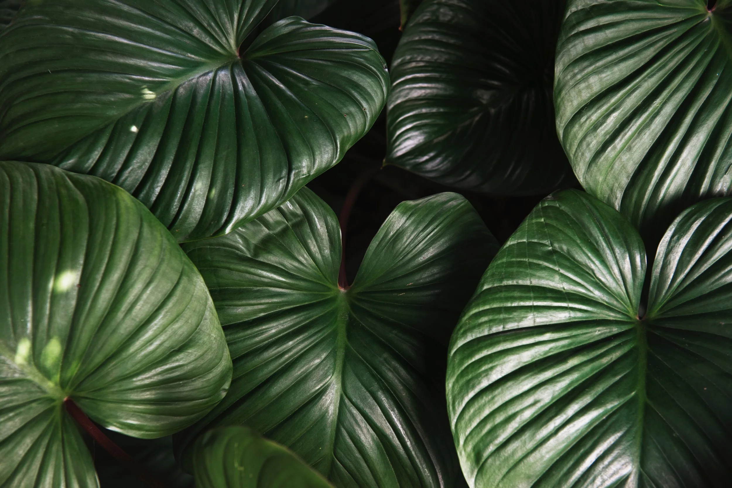 botanic-botanical-bright-827058.jpg