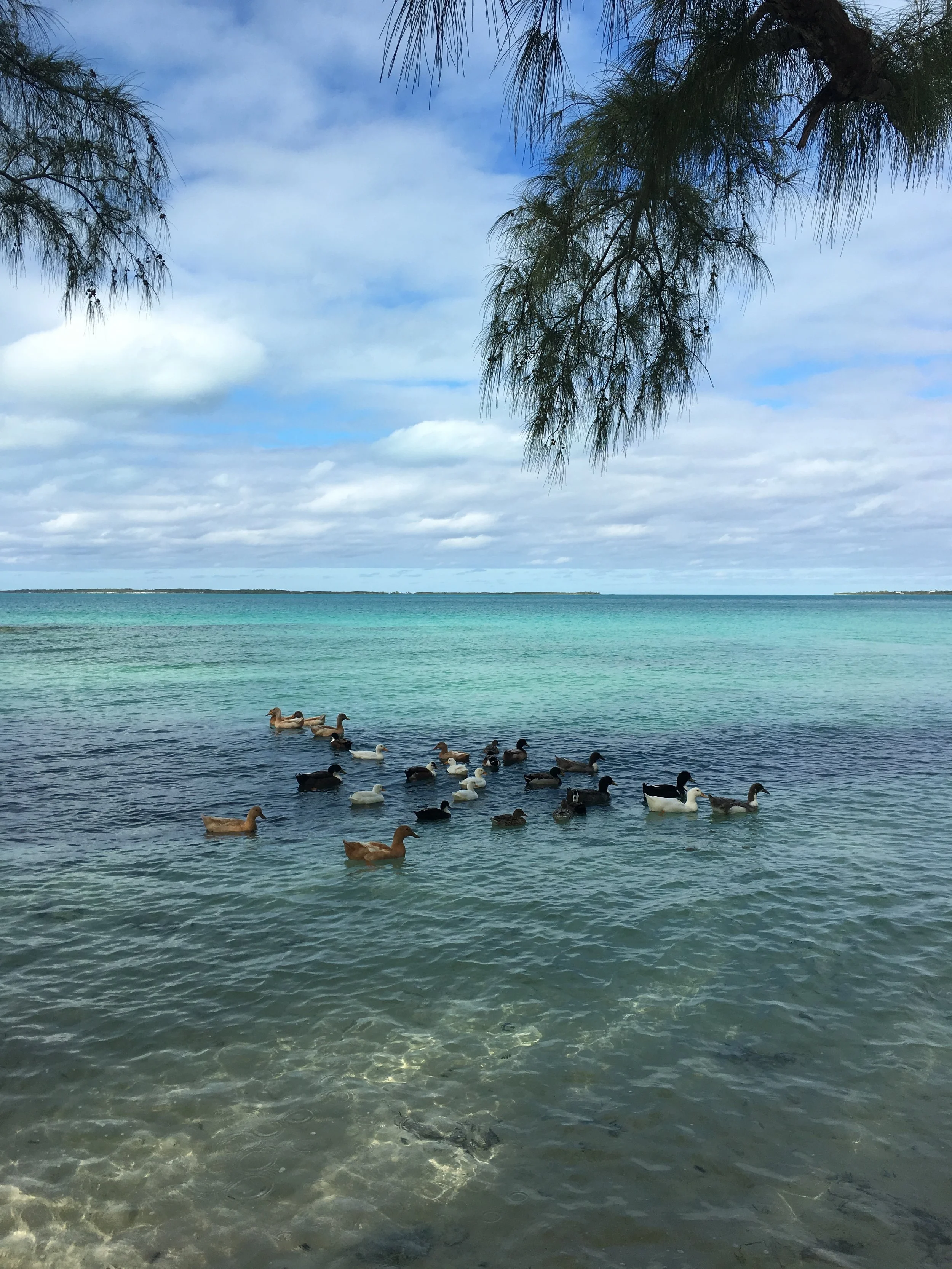 Everyday Eco-Habits to Protect Animal Life this World Animal Day
