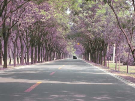 Beautiful tree lined road.jpg