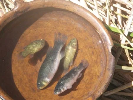 Lunch Lake titicaca.jpg