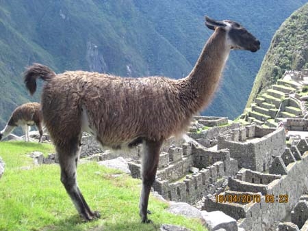 Machu Pichu resident.jpg