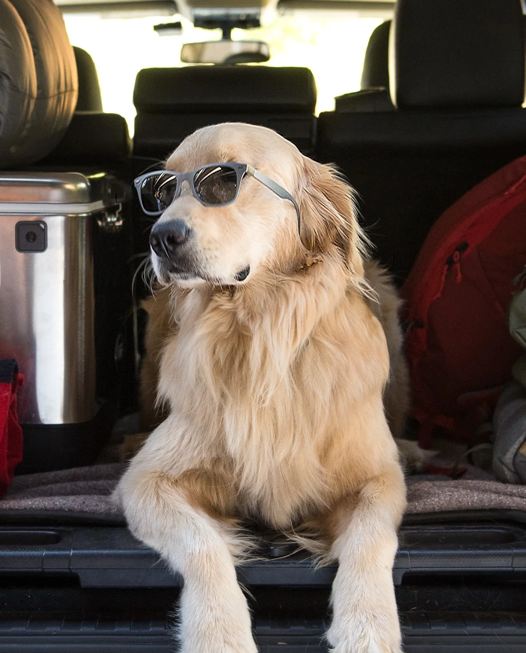 lores_Sport_Dog.jpg