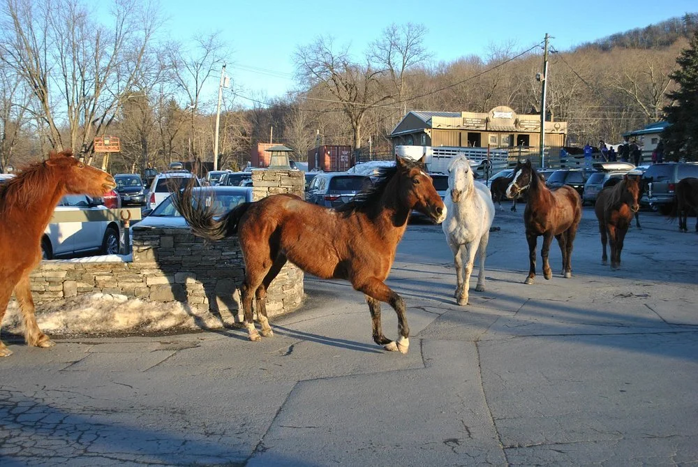 ROCKING HORSE DUDE RANCH