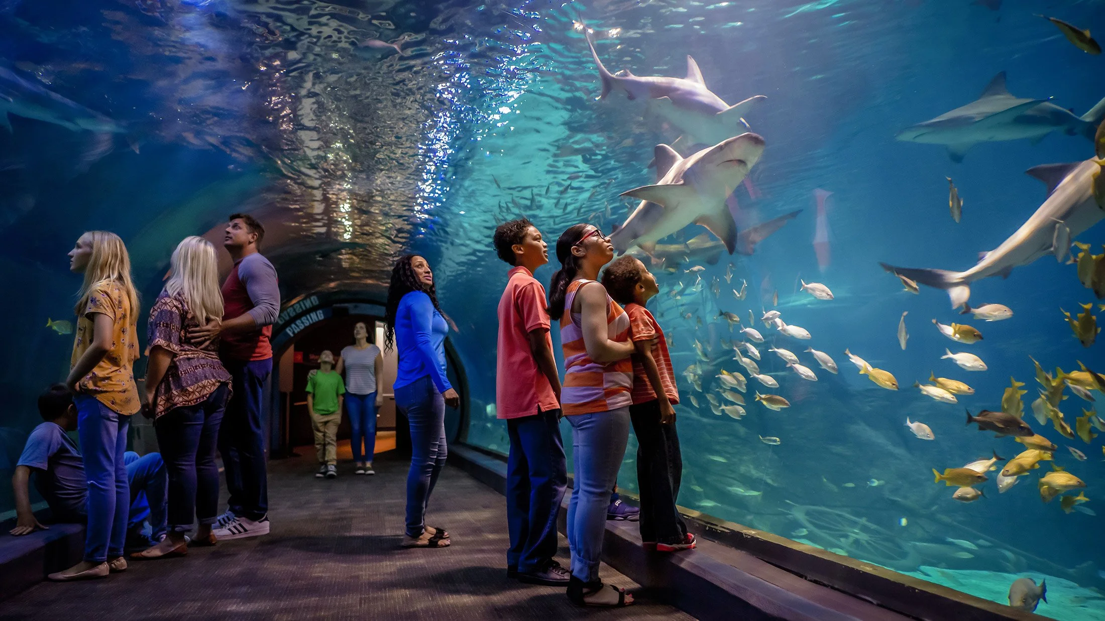 AdventureAquarium_tunnel-J_Fusco-for-vp-2200x1237px.jpg