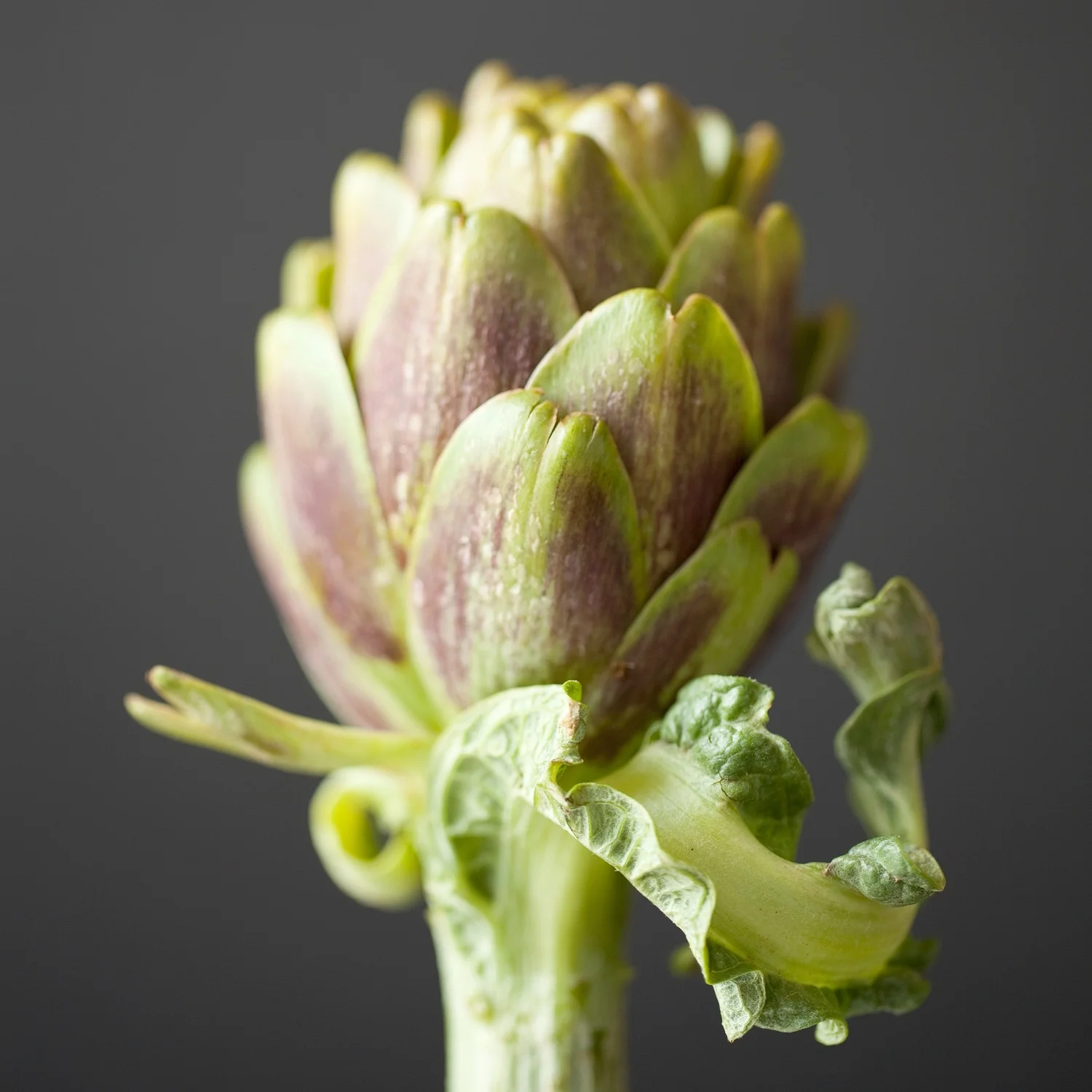 artichoke_on_grey.jpg