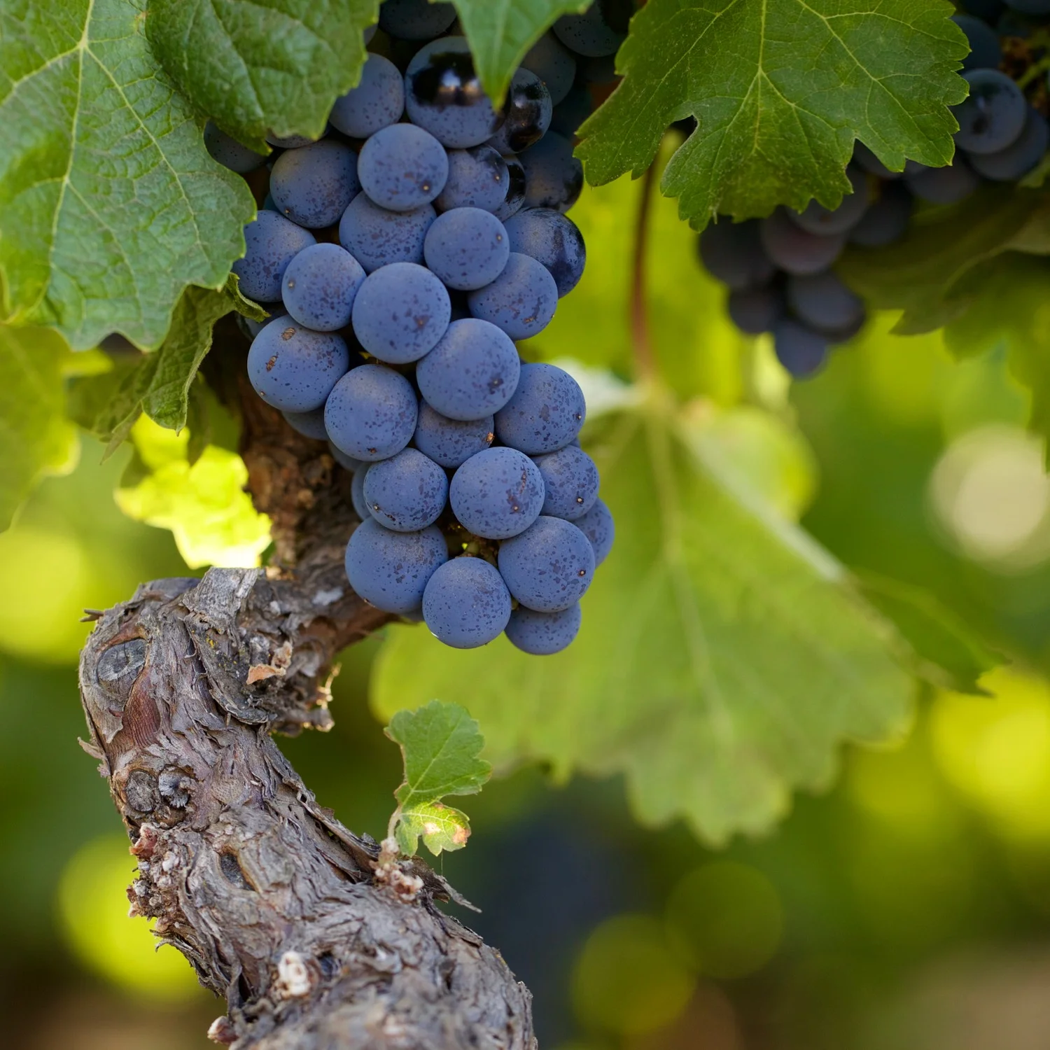 grape_vine.jpg