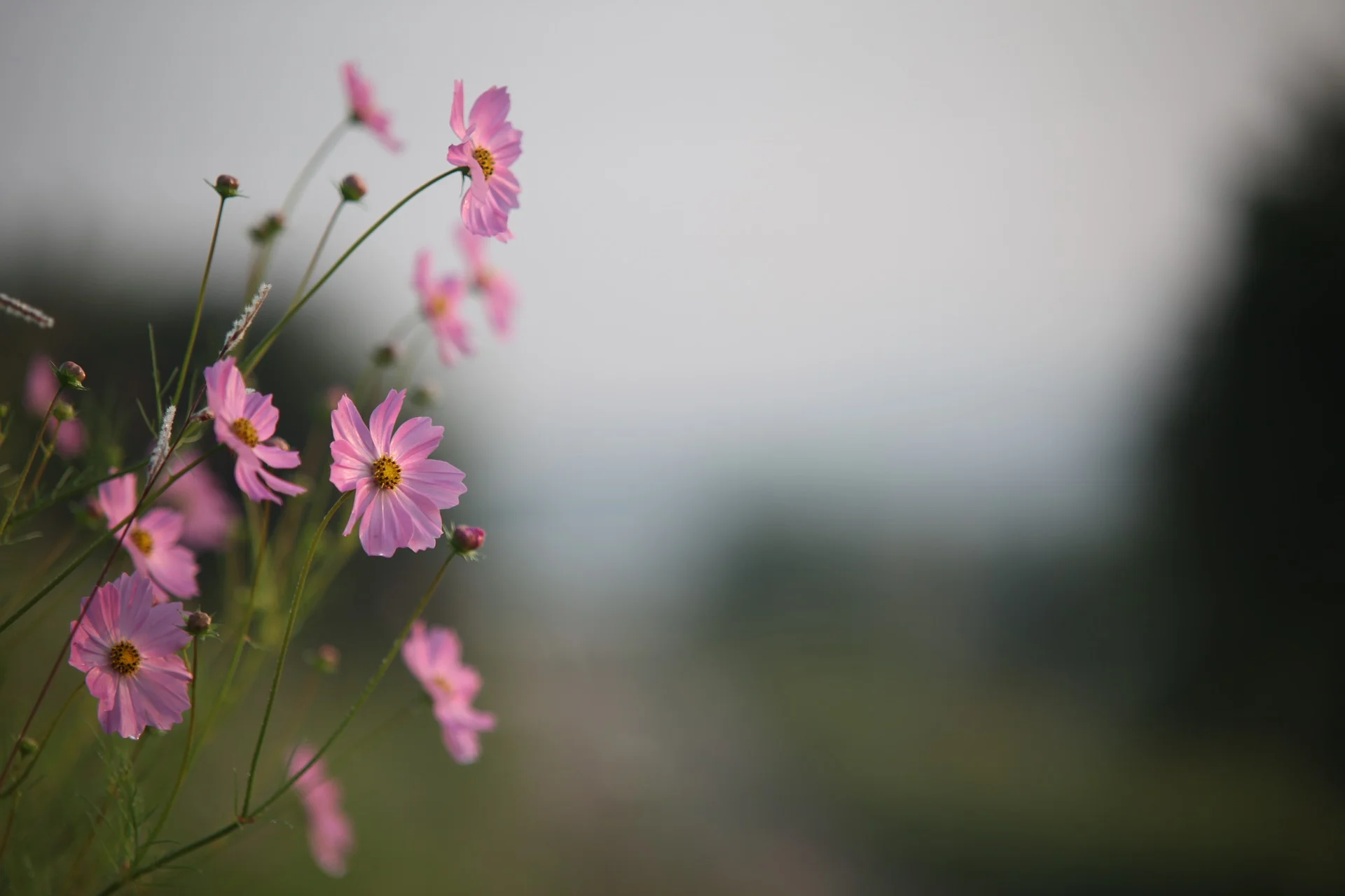 flowers-3130011_1920.jpg