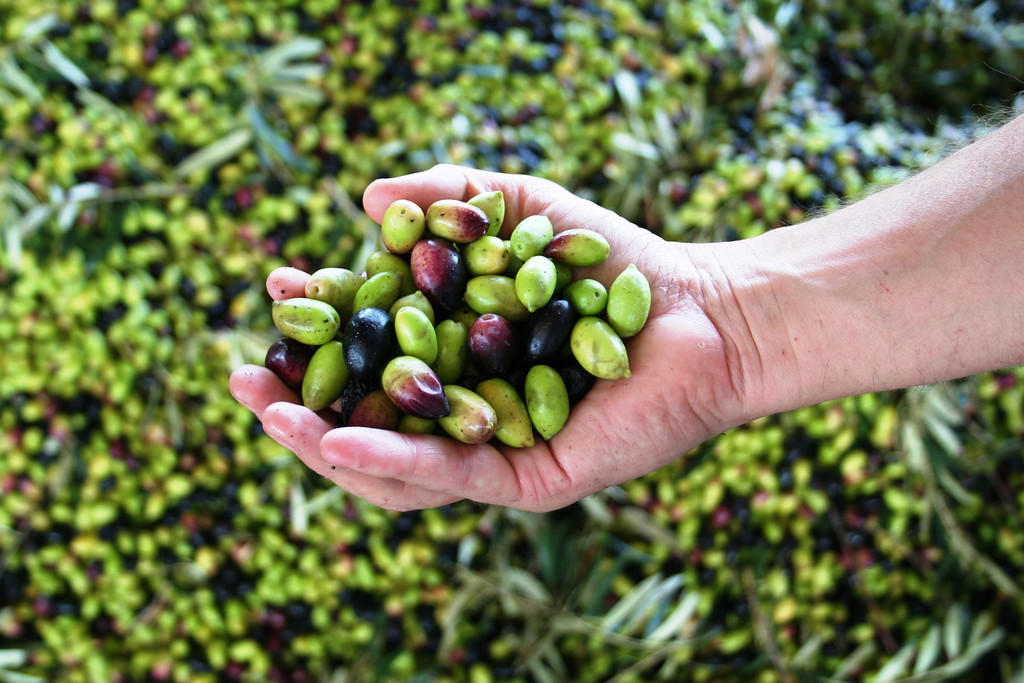Olives in hand Aus-XL.jpg