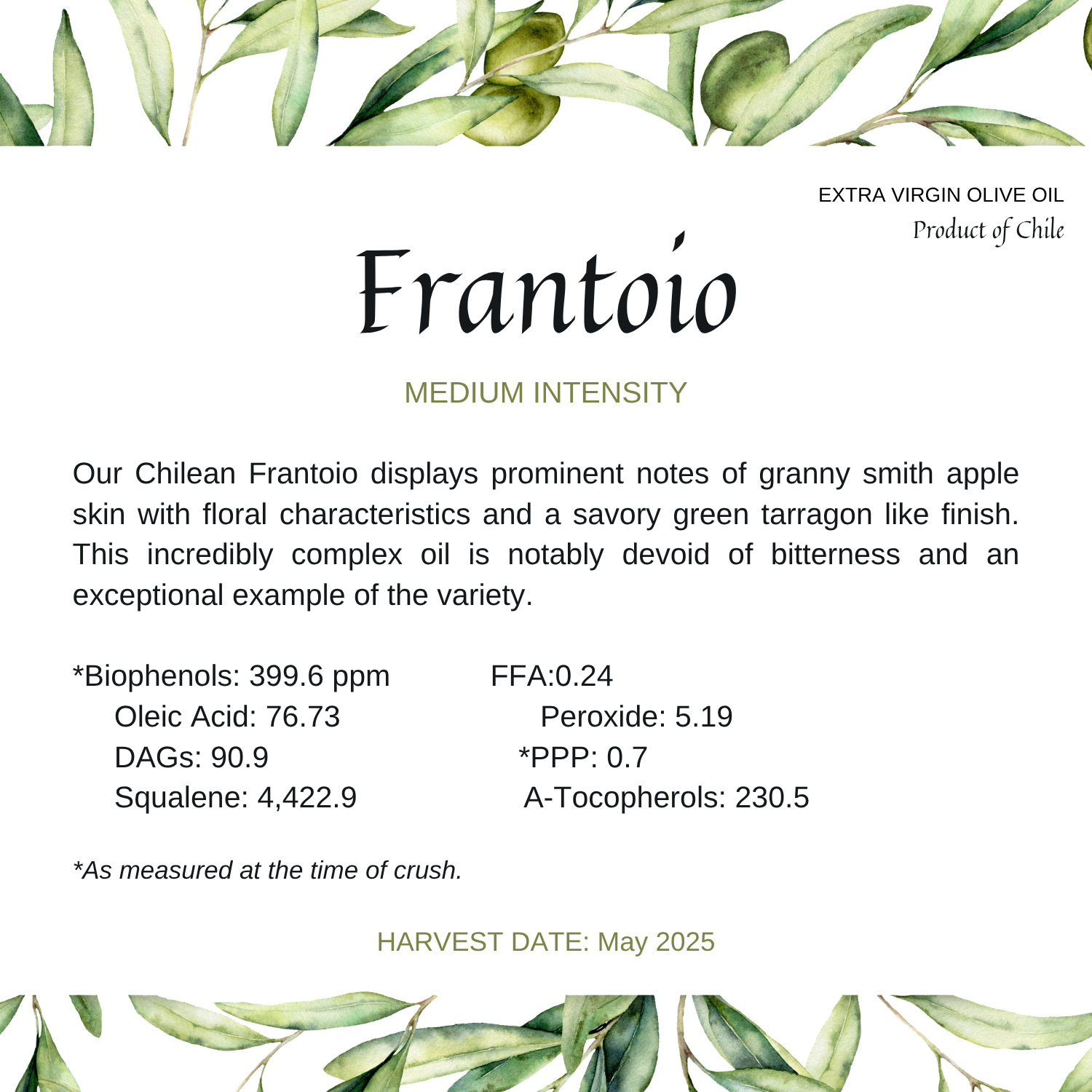 Frantoio (5 x 5 in).png