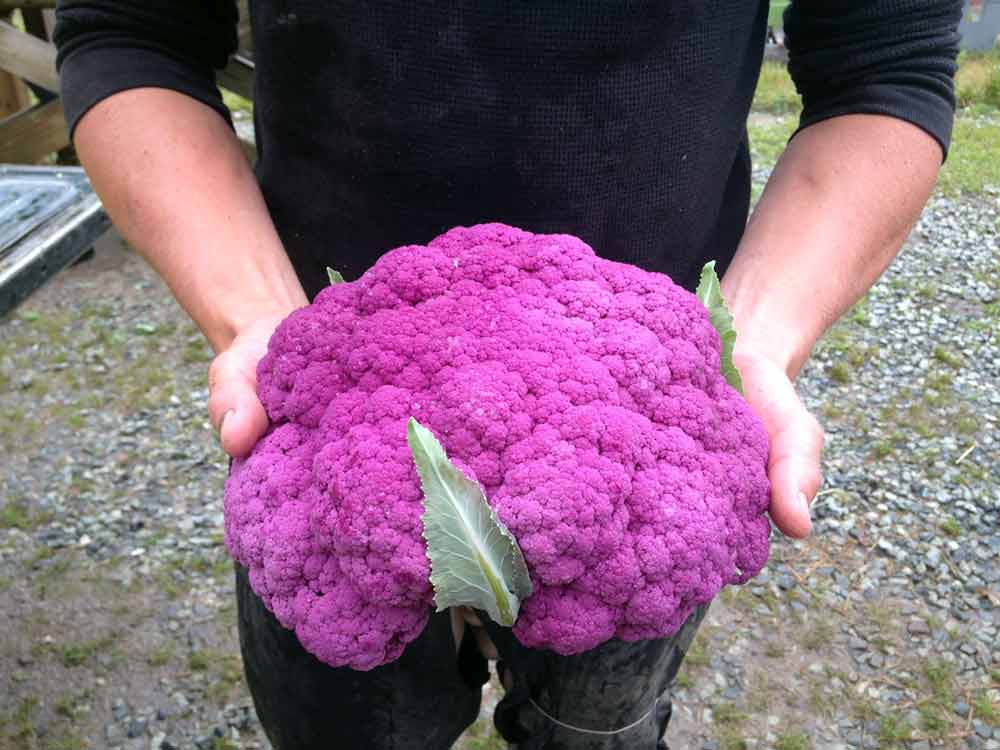 maple-spring-garden-csa-cauliflower.jpg