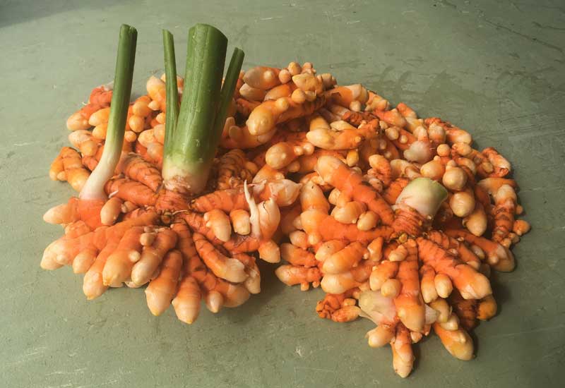 Fresh Turmeric Harvest