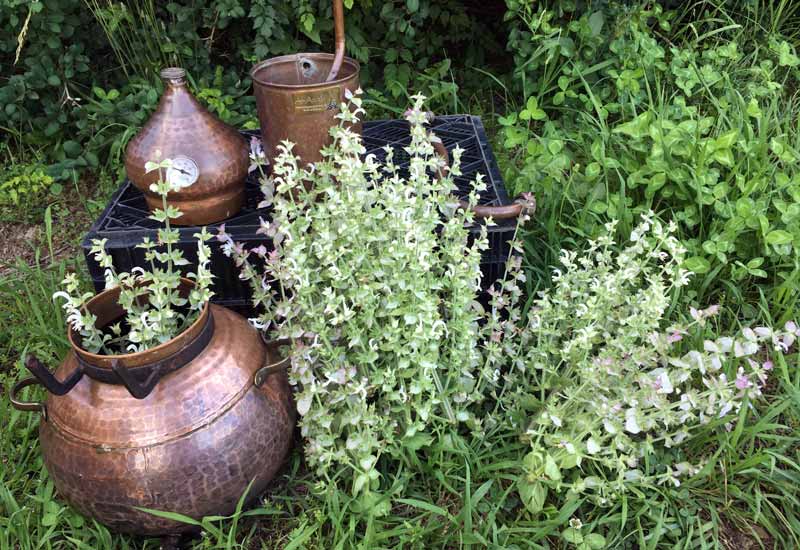 Distilling Clary Sage Hydrosol