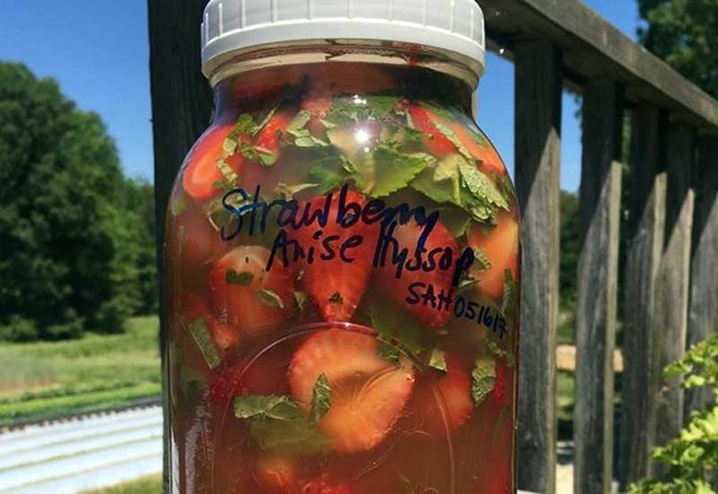 Strawberry Anise Hyssop Infused Apple Cider Vinegar