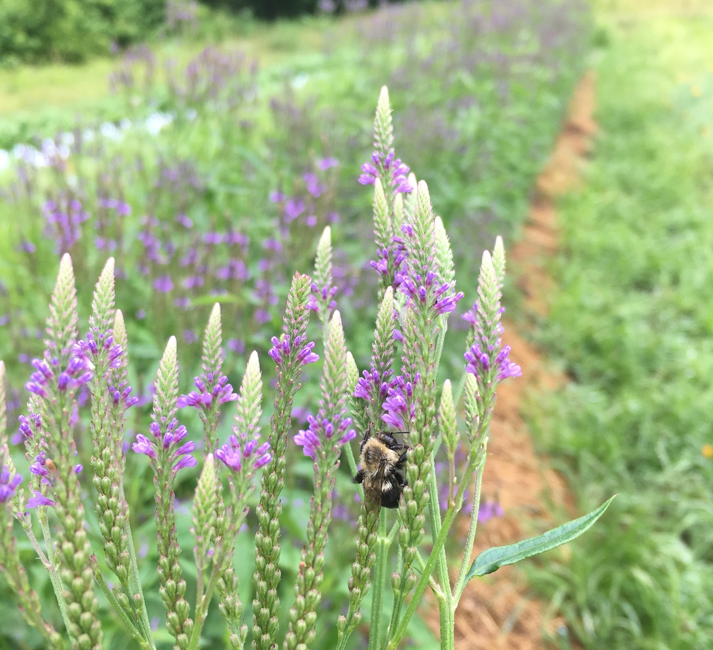 The bees love our herbs &amp; we love the bees