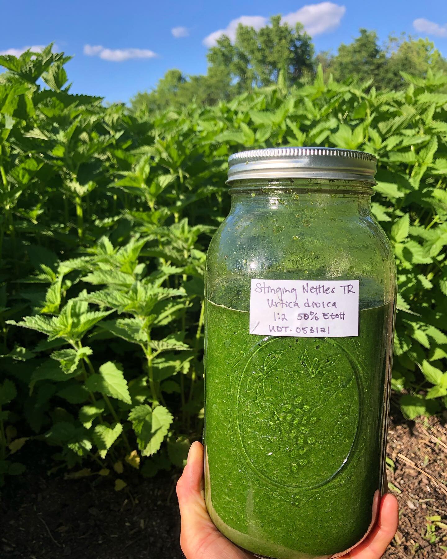 Vibrant Green Tinctures!
🌱
Stinging Nettles to go in our 
✨Allergy Aid herbal extract✨ 
for its help in reducing seasonal allergy symptoms 
🌱
Lemon Balm to go in our 
✨Stress Ease herbal extract✨
for its calming &amp; uplifting brightness
🌱
Herbal