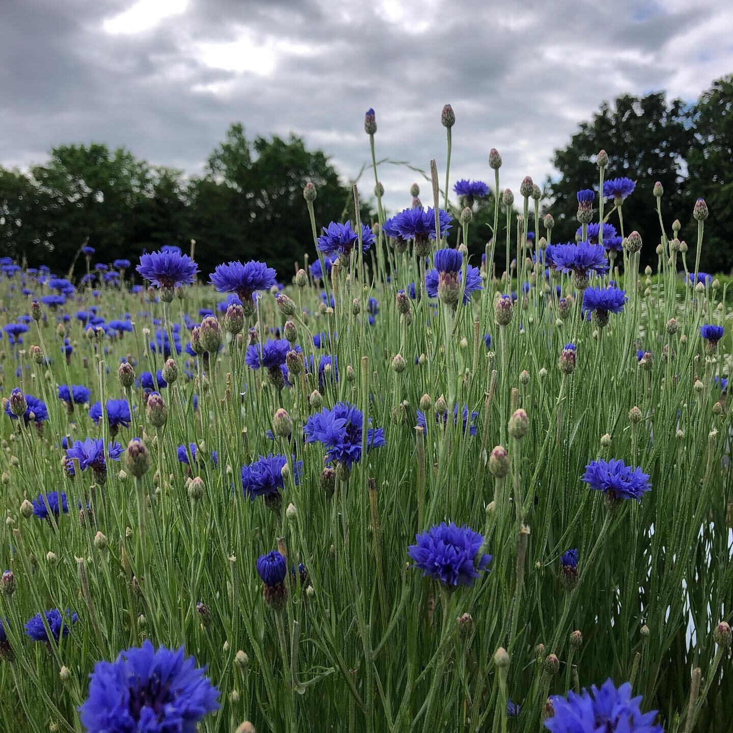 Herb Field Flowers! 
🌱
May can often leave you winded as a farmer, Spring comes on fast and furious and nature does not wait for us! 
🌸
But there are oh so many beautiful reasons to stop and take notice!
💜
Come learn about these flowers and their 