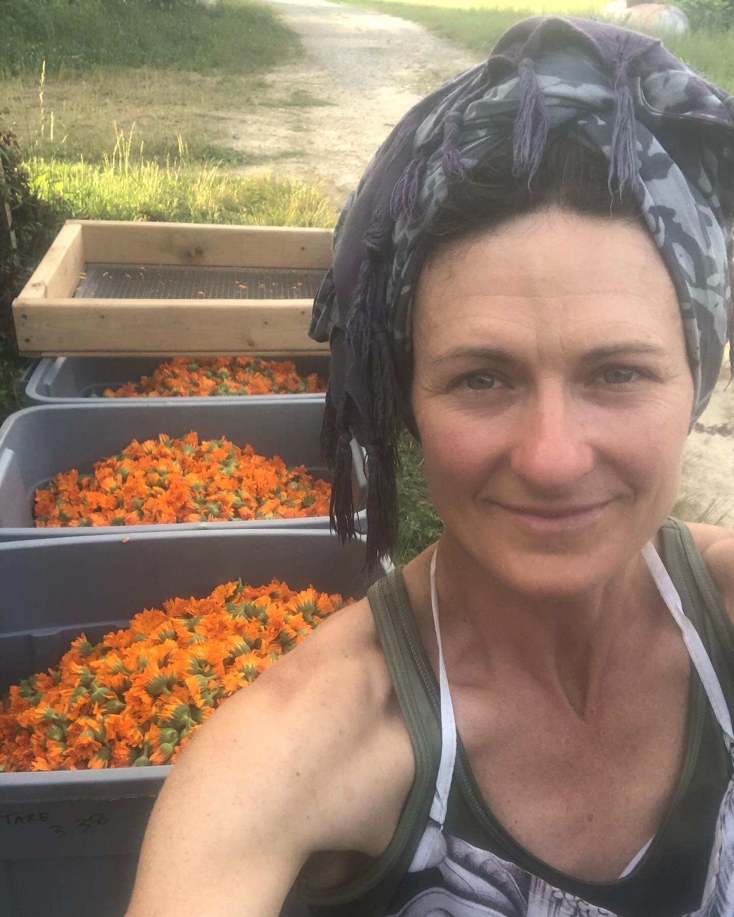 Had to take a quick break for a pond dip before processing today&rsquo;s Calendula harvest - 96lbs fresh (thats aprox 28,800 individually picked blooms!)
🌼
Each harvest is shaken in small batches on screens to remove the plentiful bugs, beetles, and