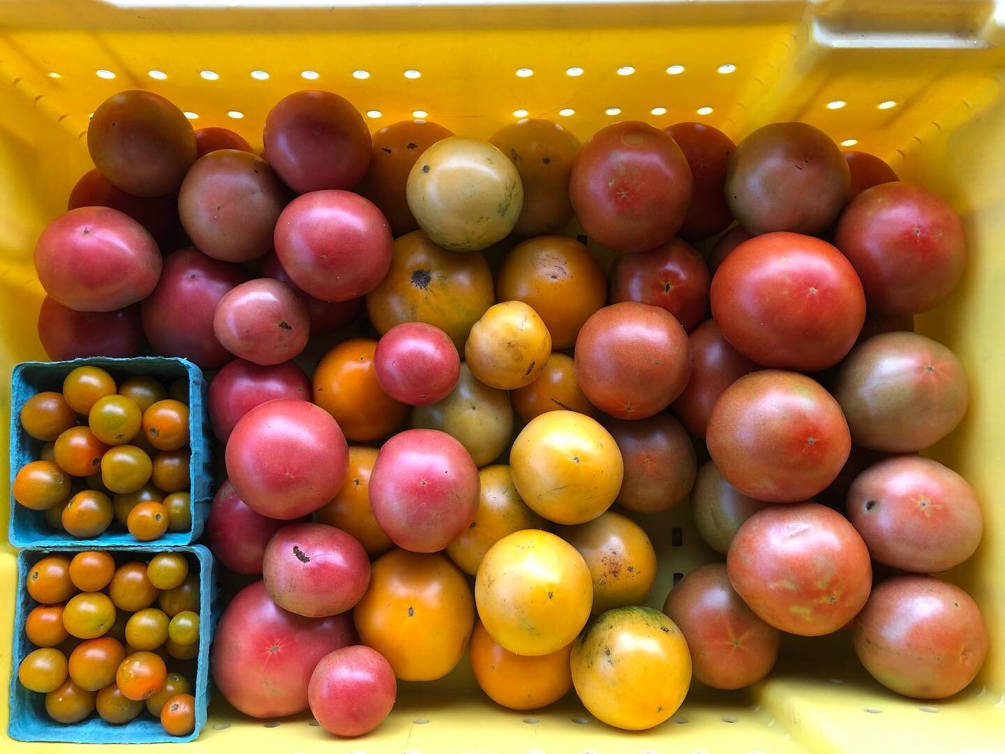 #tomatoes !!! 
Coming to you tomorrow @carrborofarmersmarket. 
🍅
We will also have lots of greens, carrots and other goodies @durhamfarmersmarket too.

#fieldtomatoes #eatyourveggies #farmersmarkets #supportlocal