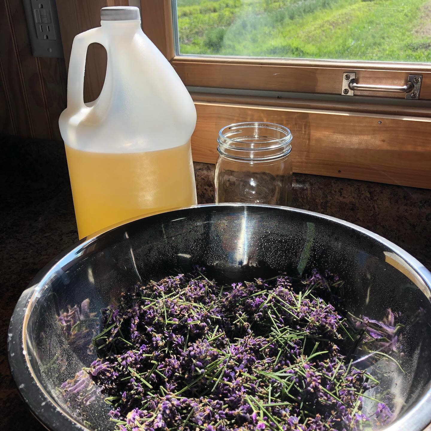 Making fresh lavender infused sunflower oil for our Garden Faery Salve. 
🌾
Come learn how to make your own medicinal herb infused oils and healing salves with herbalist Melanie Yukov.
🌱
DIY Make a Healing Salve
Sunday, July 11th : 11am-1pm
@maplesp