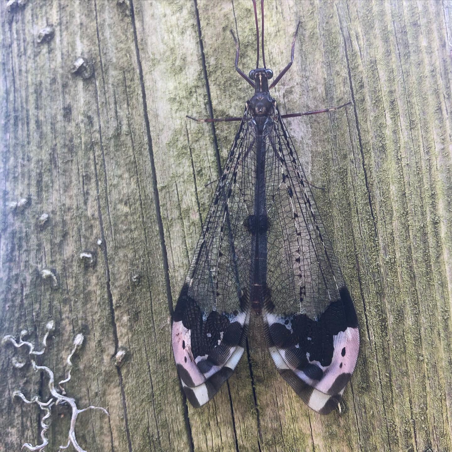 Cool new winged critter found on the farm!
🦋
Anyone know what it is??

#buglife #farmcritters #lovenature