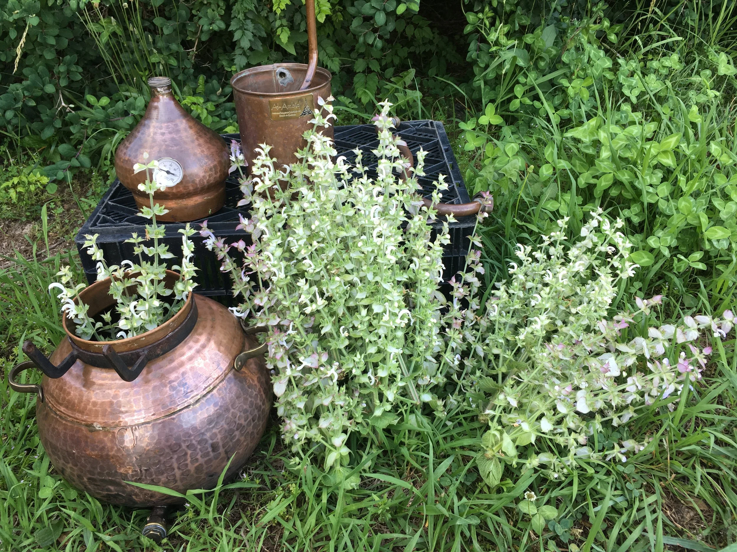Distilling Clary Sage Hydrosol.JPG