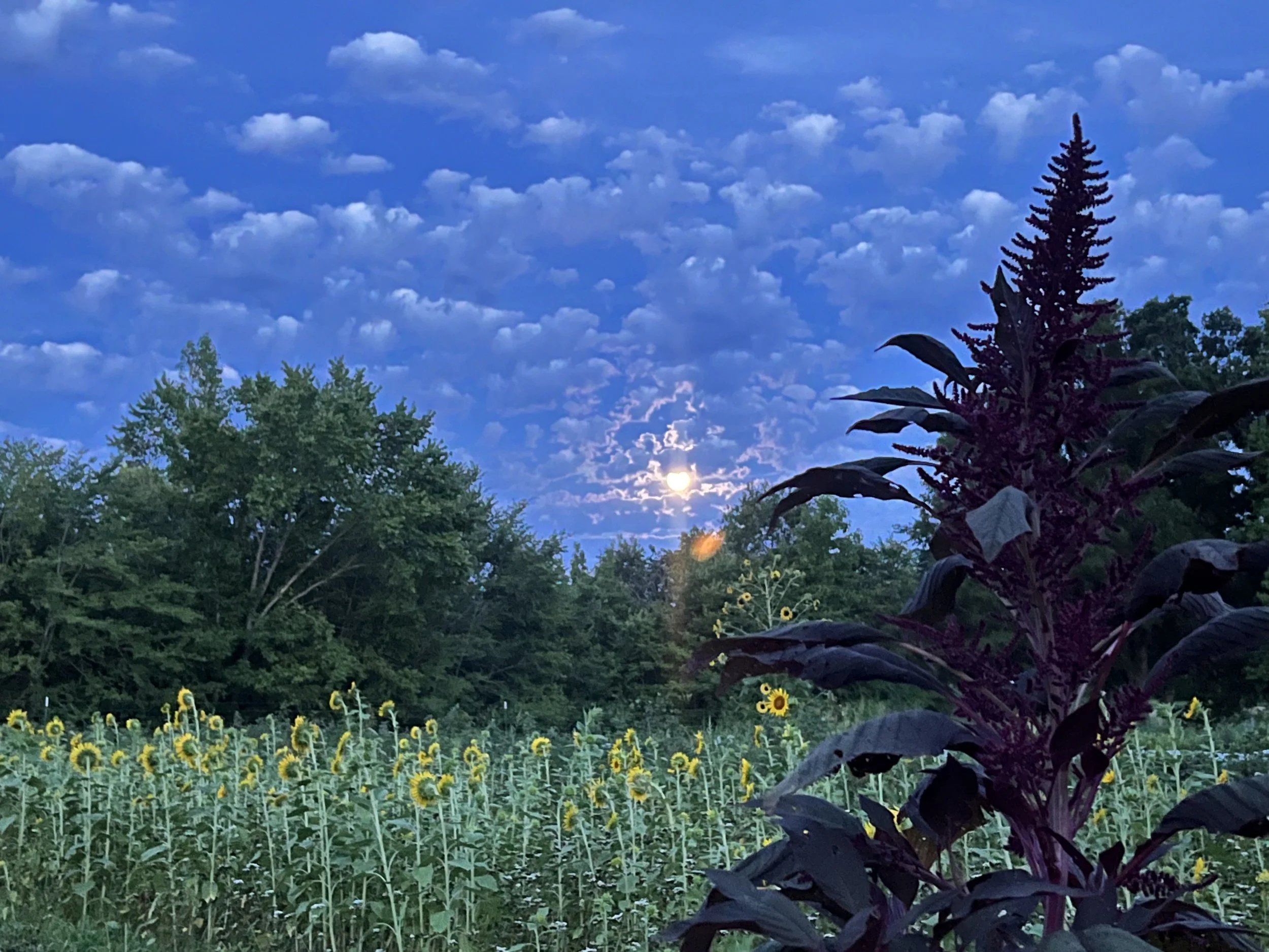 Full Moon Liberation - A Shake Rising Event