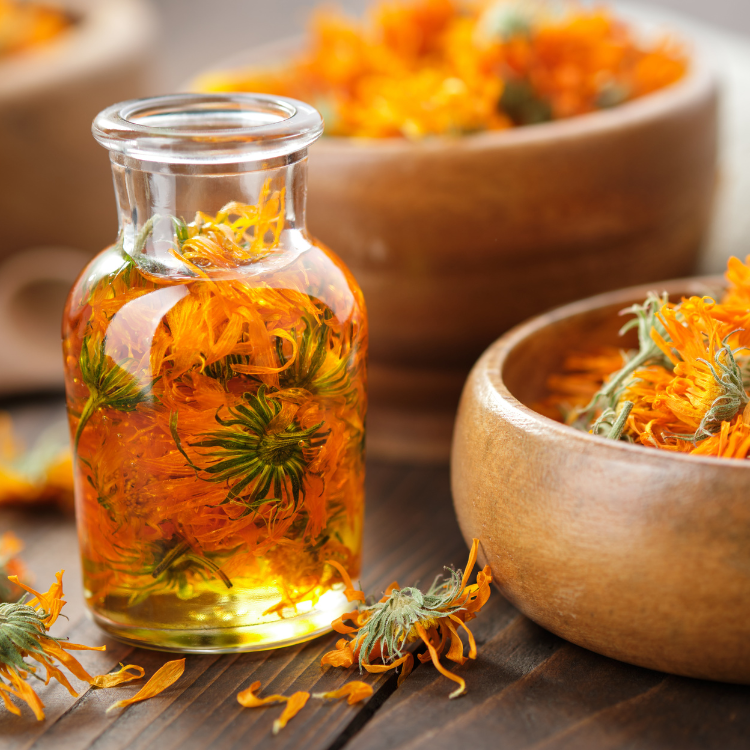 Making Herbal Infused Oils and Salves
