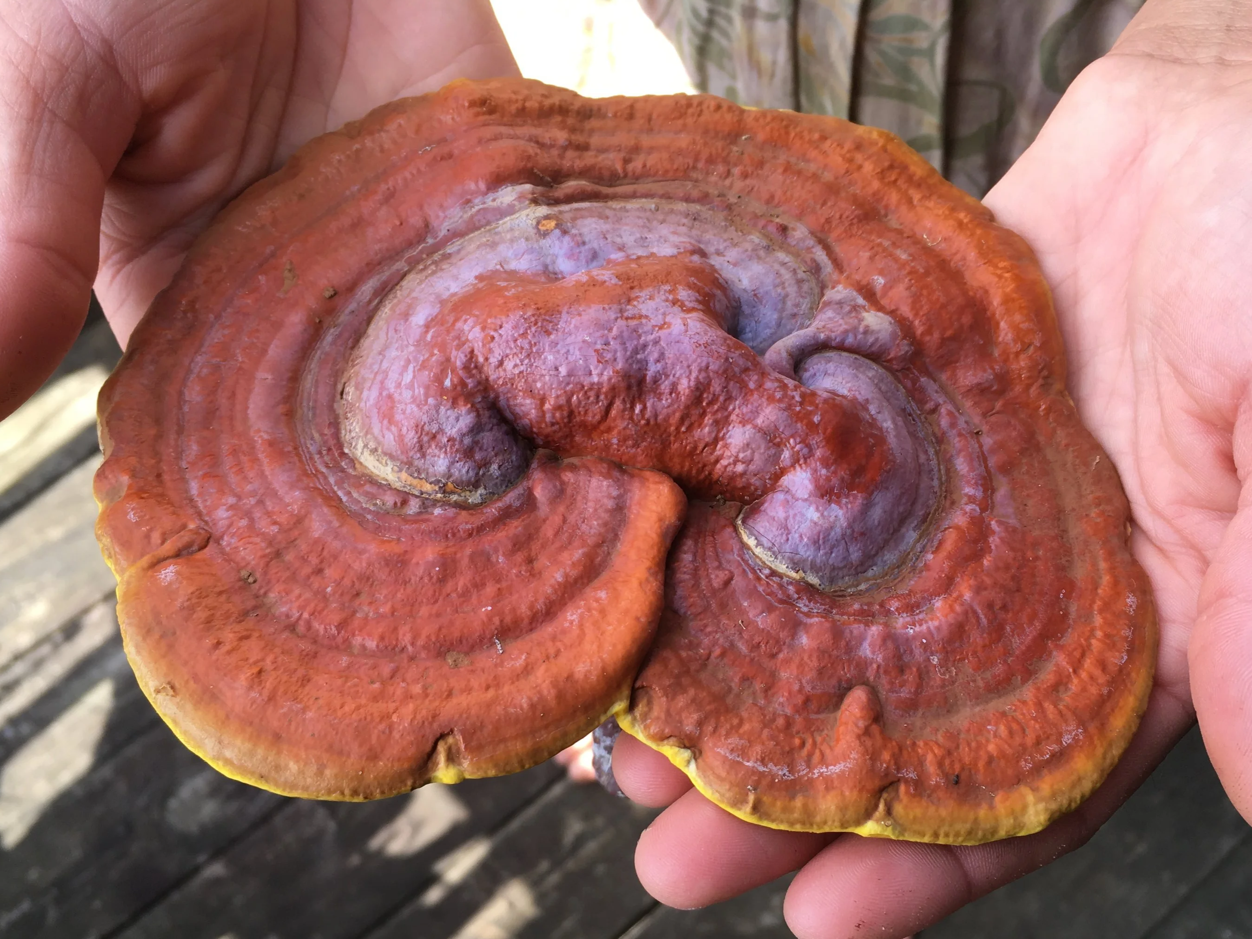 Making Mushroom Medicines