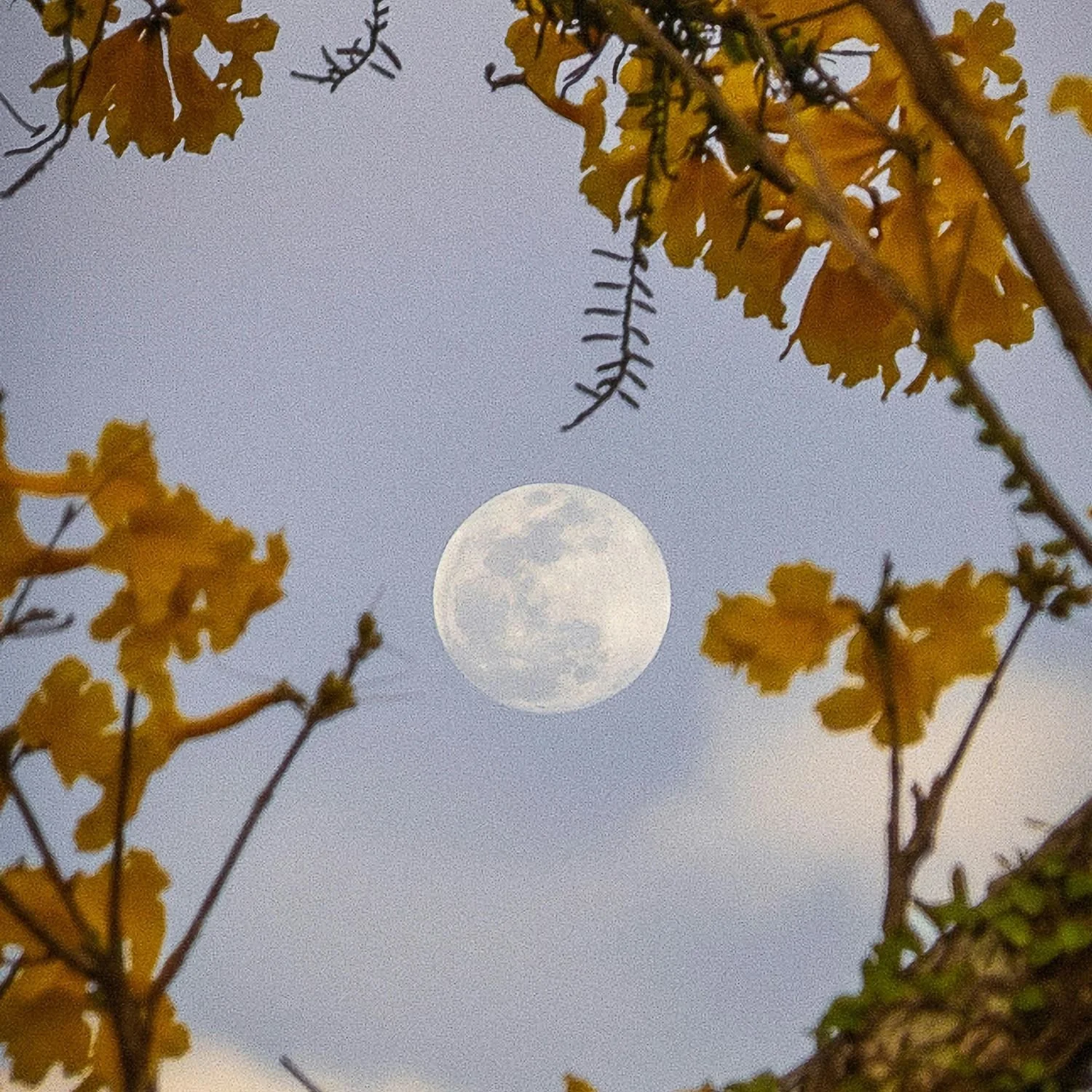 Full Moon Shake Rising Event 