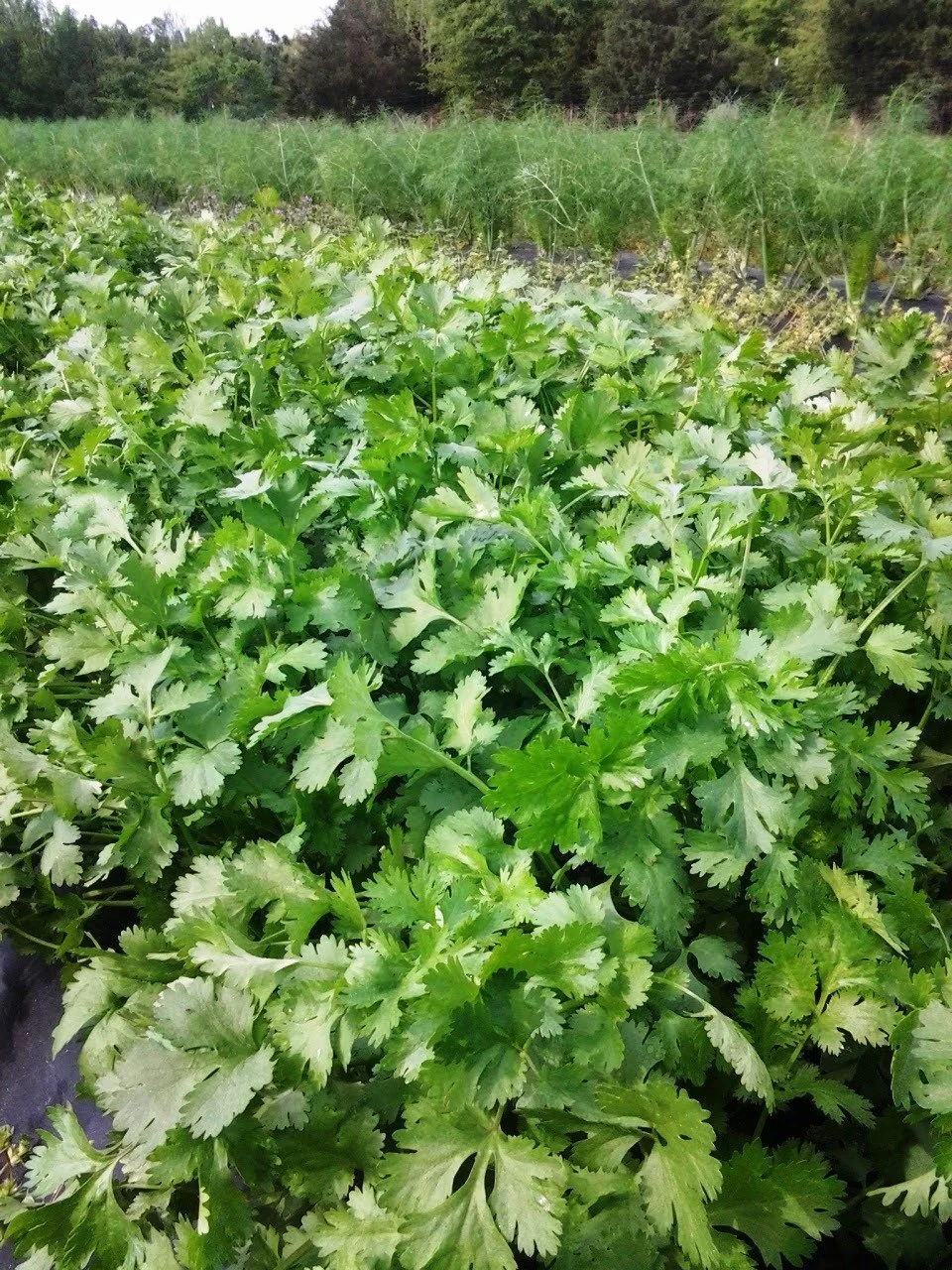 Locally, regeneratively grown wholesale herbs and products — Maple ...