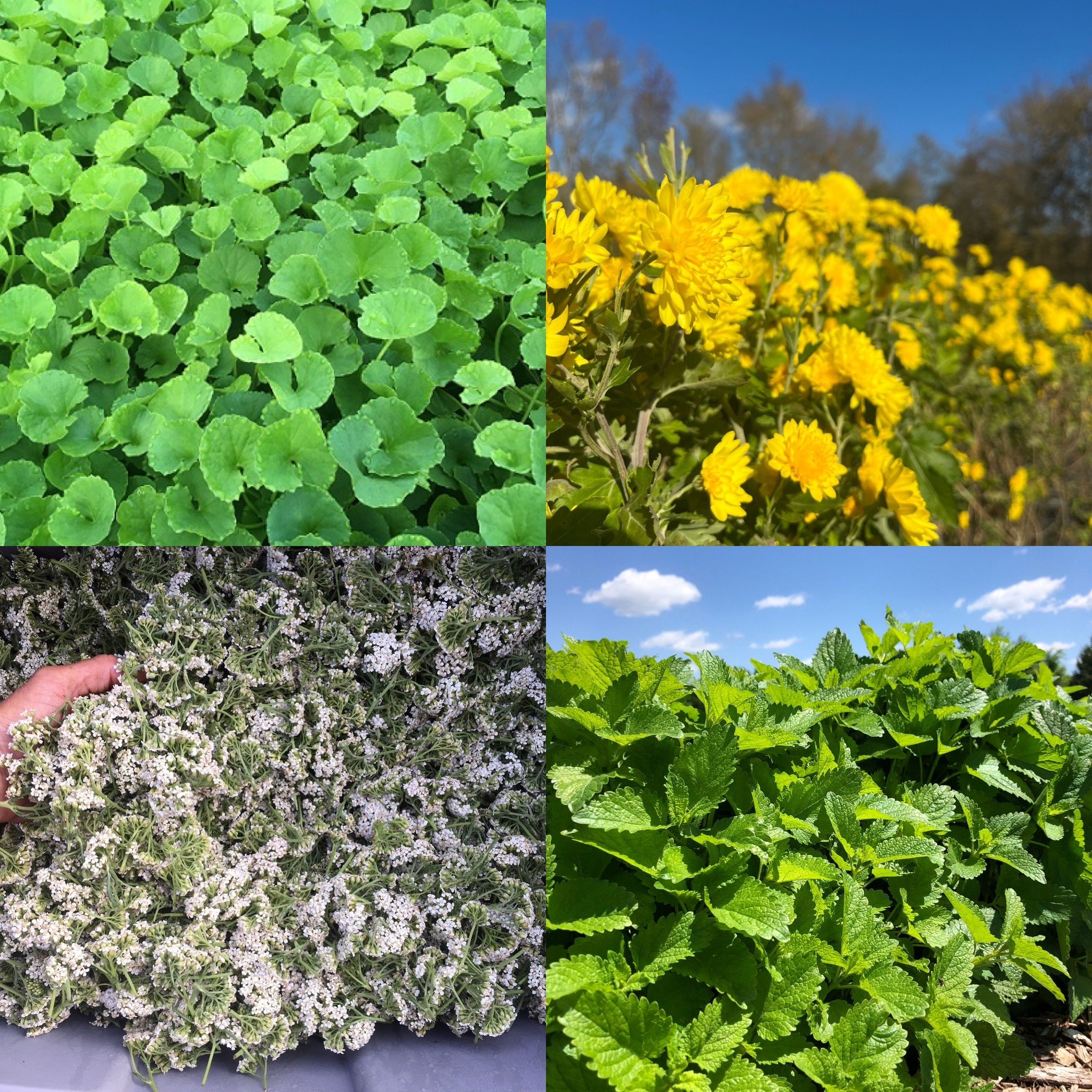 Gotu kola, chrysanthemum, yarrow, lemon balm