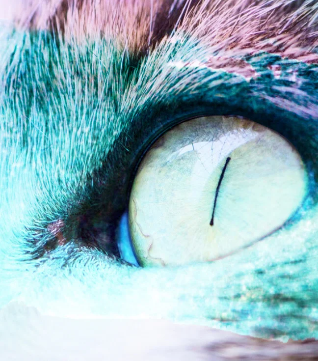 What is Your Vision?