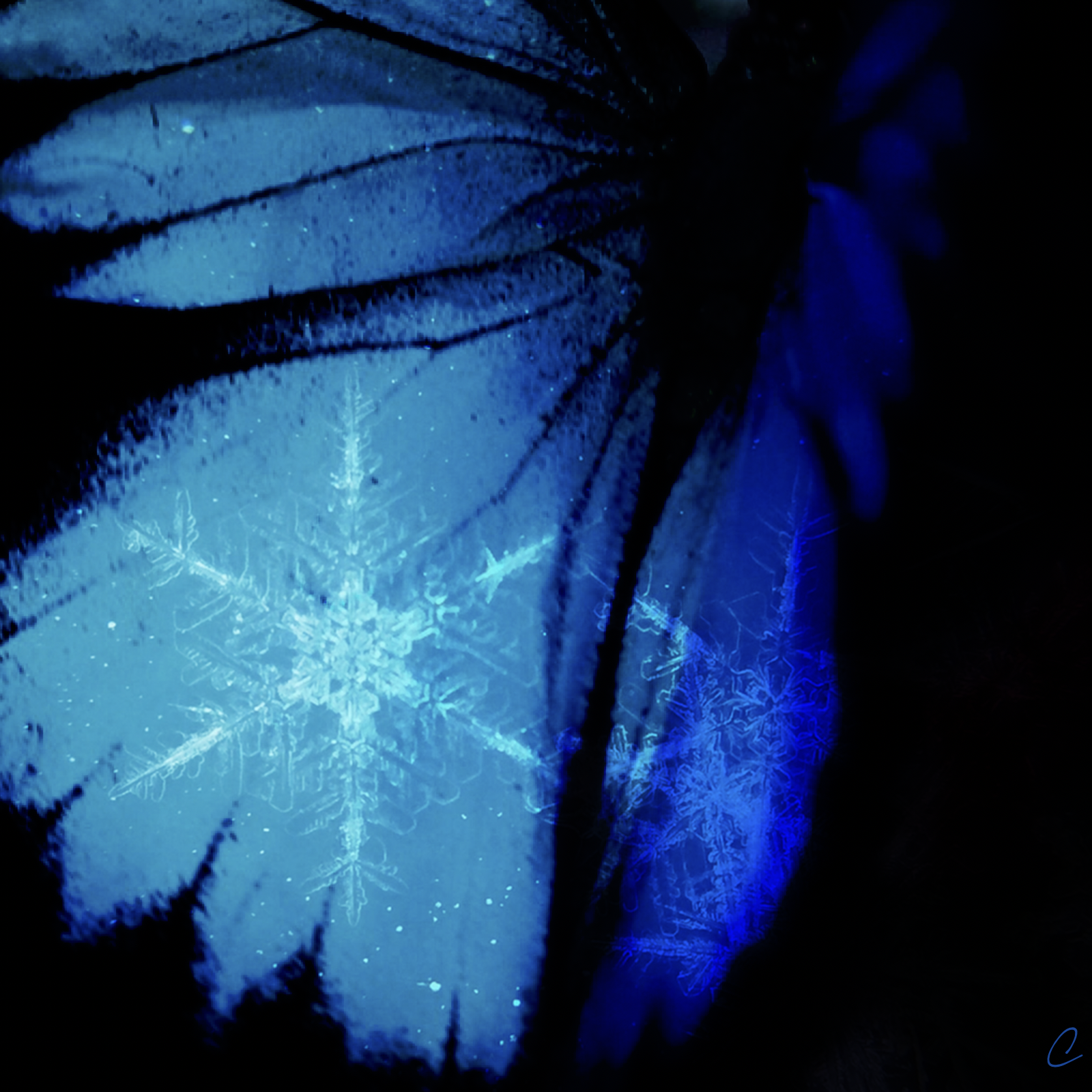 How Do You Experience the Burrowing of Winter?