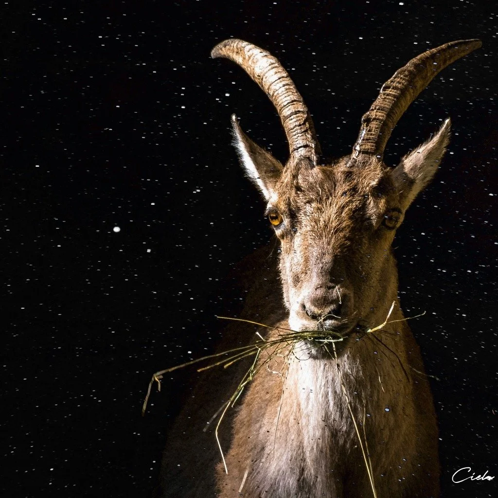 Are You a Capricorn?