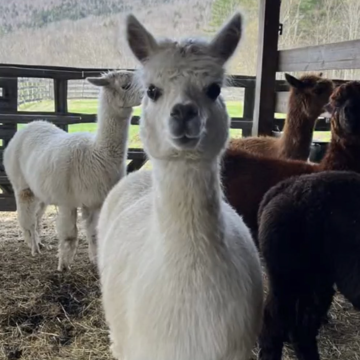 Did I mention we get to feed sheep & alpacas at the farm?