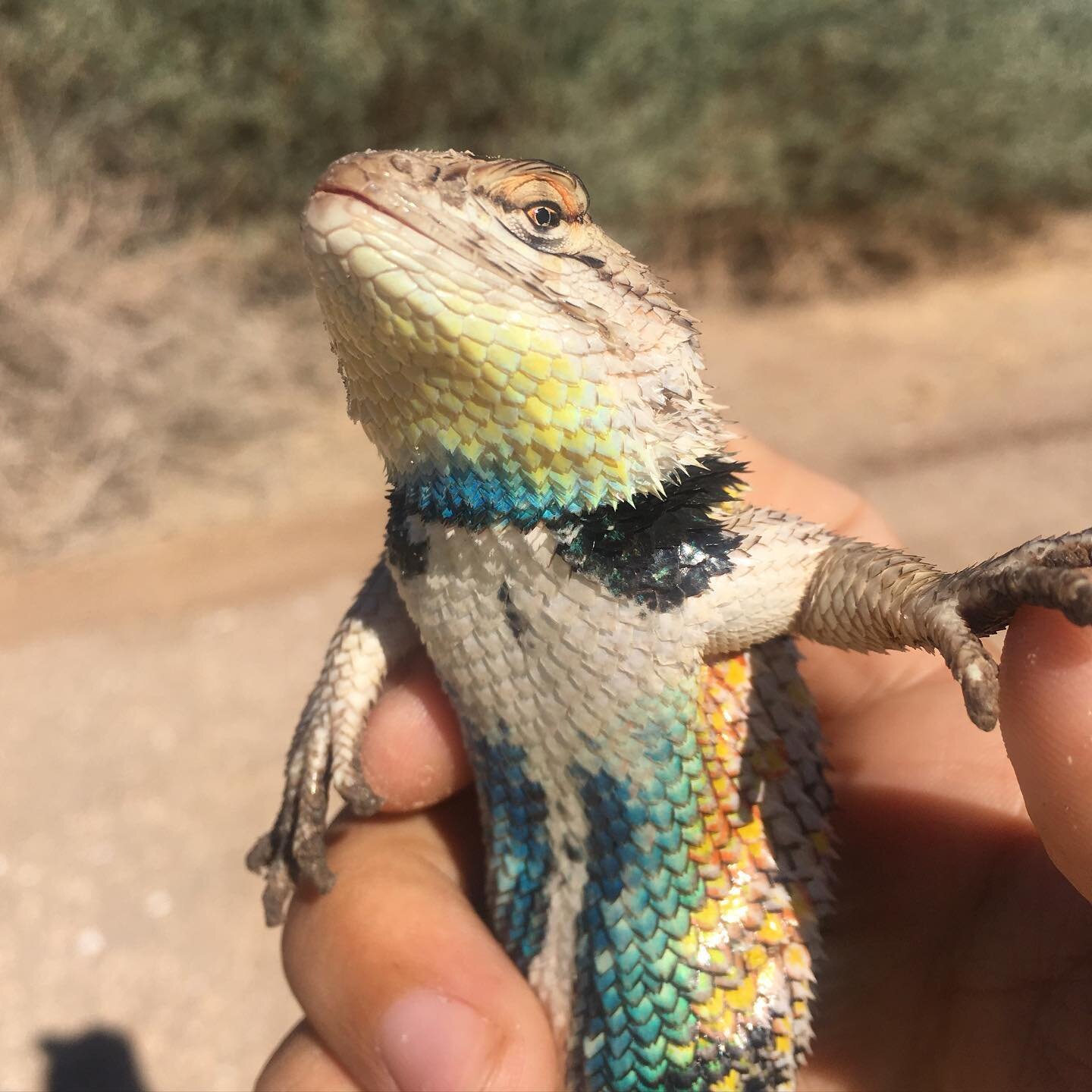 A gorgeous Desert Spiny Lizard (Sceloporus magister) on a cold desert morning 🏜🦎 

#sceloporus #lizard #lizardsofinstagram #crikey