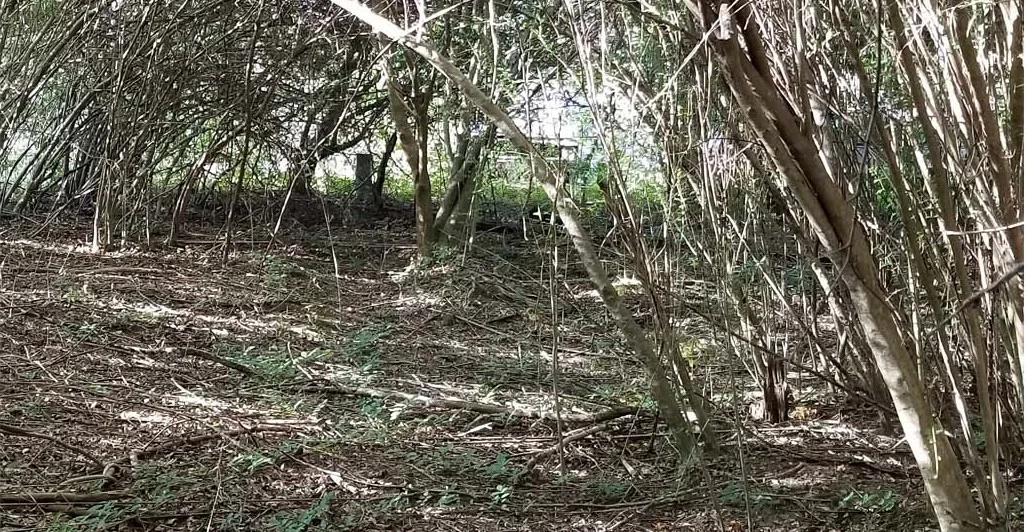 Privet thicket with no native plant growth underneath. Covington County, AL. Image by Jody Thompson
