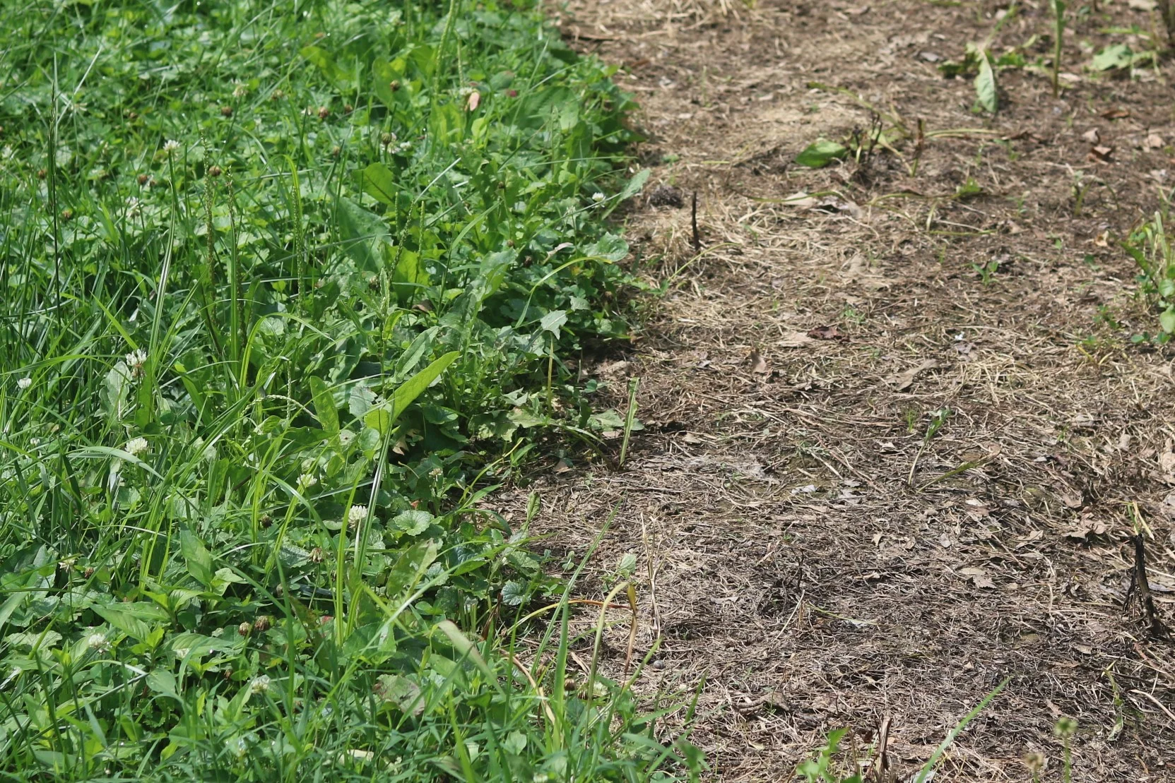 Lawn area sprayed with herbicide in preparation for native wildflower seeds. The right side of the image shows a clean area with no weeds and exposed soil. The left side of the image has been unmowed since spraying and shows weeds that will prevent seed germination and shade native plants as the weeds grow taller. Image by Jody Thompson